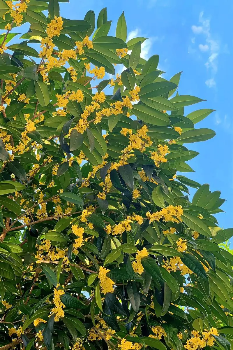 8月開花賞花盛宴地圖：從城市公園到鄉村小徑，探尋夏日余暉下的花卉寶藏