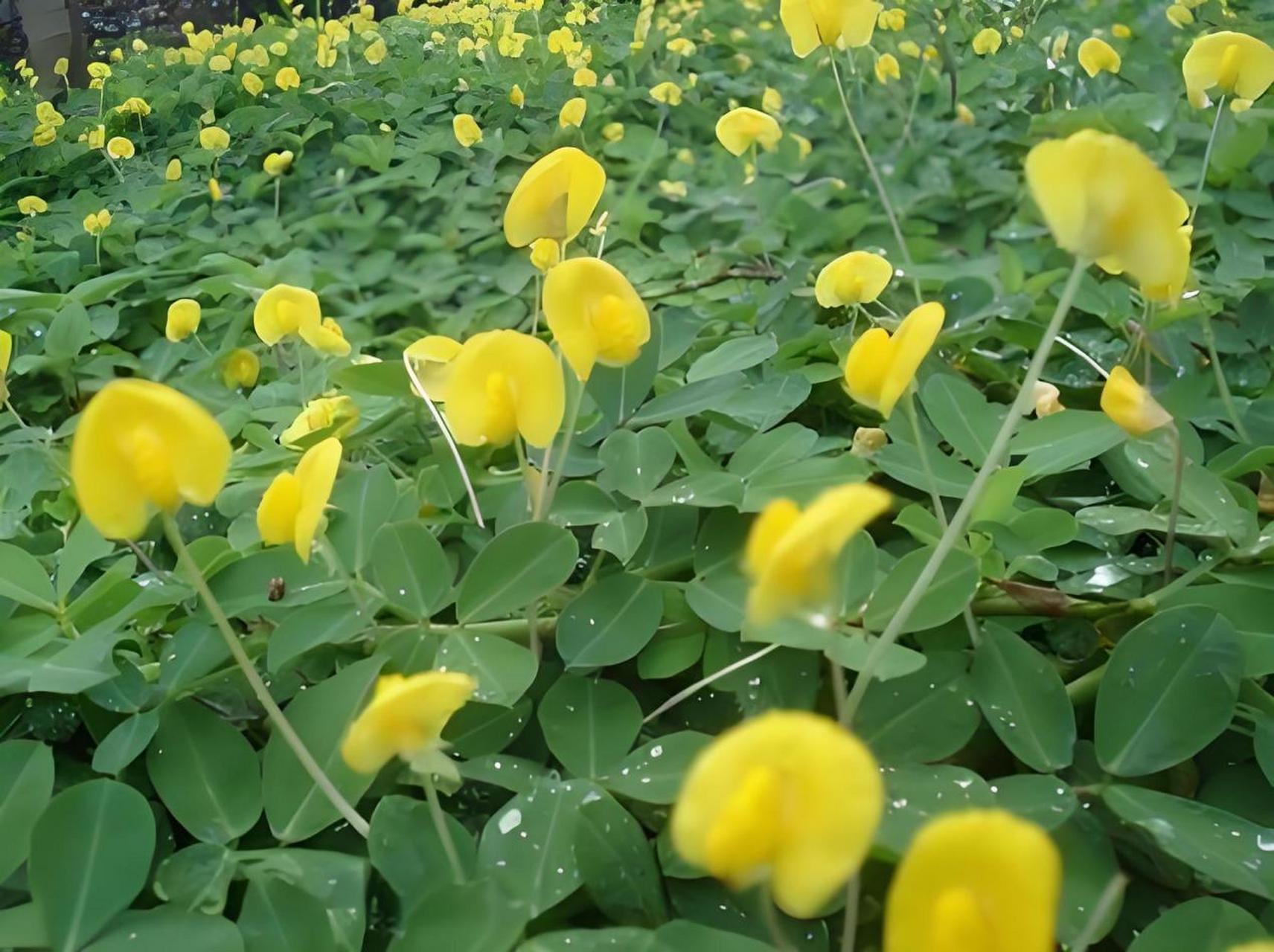 花生為何上開花下結(jié)果？從花粉傳播到地下果實(shí)發(fā)育，探索其生長(zhǎng)奧秘