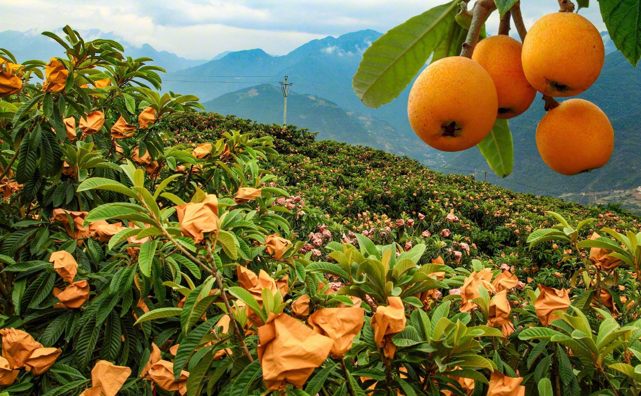 枇杷樹苗什么季節(jié)種植比較好？選對季節(jié)，種下財富之樹