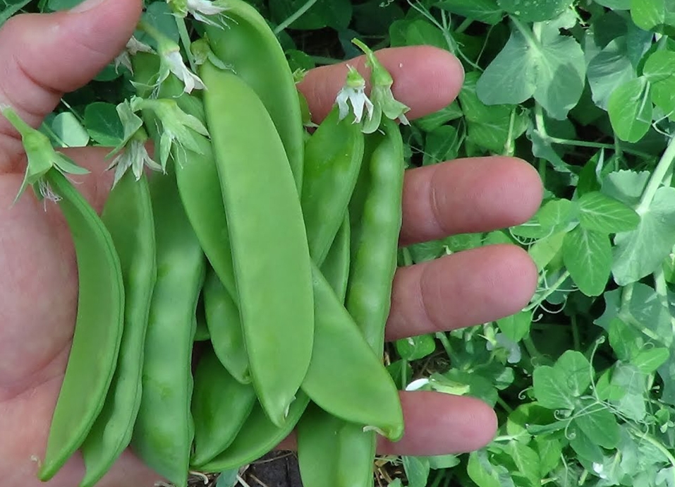 <b>荷蘭豆美味地圖：哪片土地孕育種植最鮮嫩的綠色珍饈？</b>