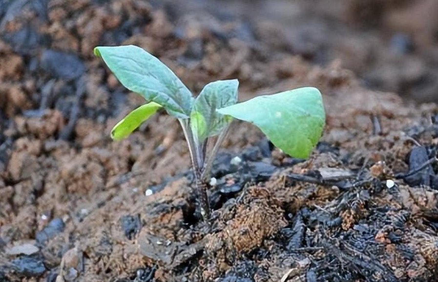 茄子籽能種出來茄子嗎？茄子籽的種植秘籍，種出你的專屬綠色蔬菜！