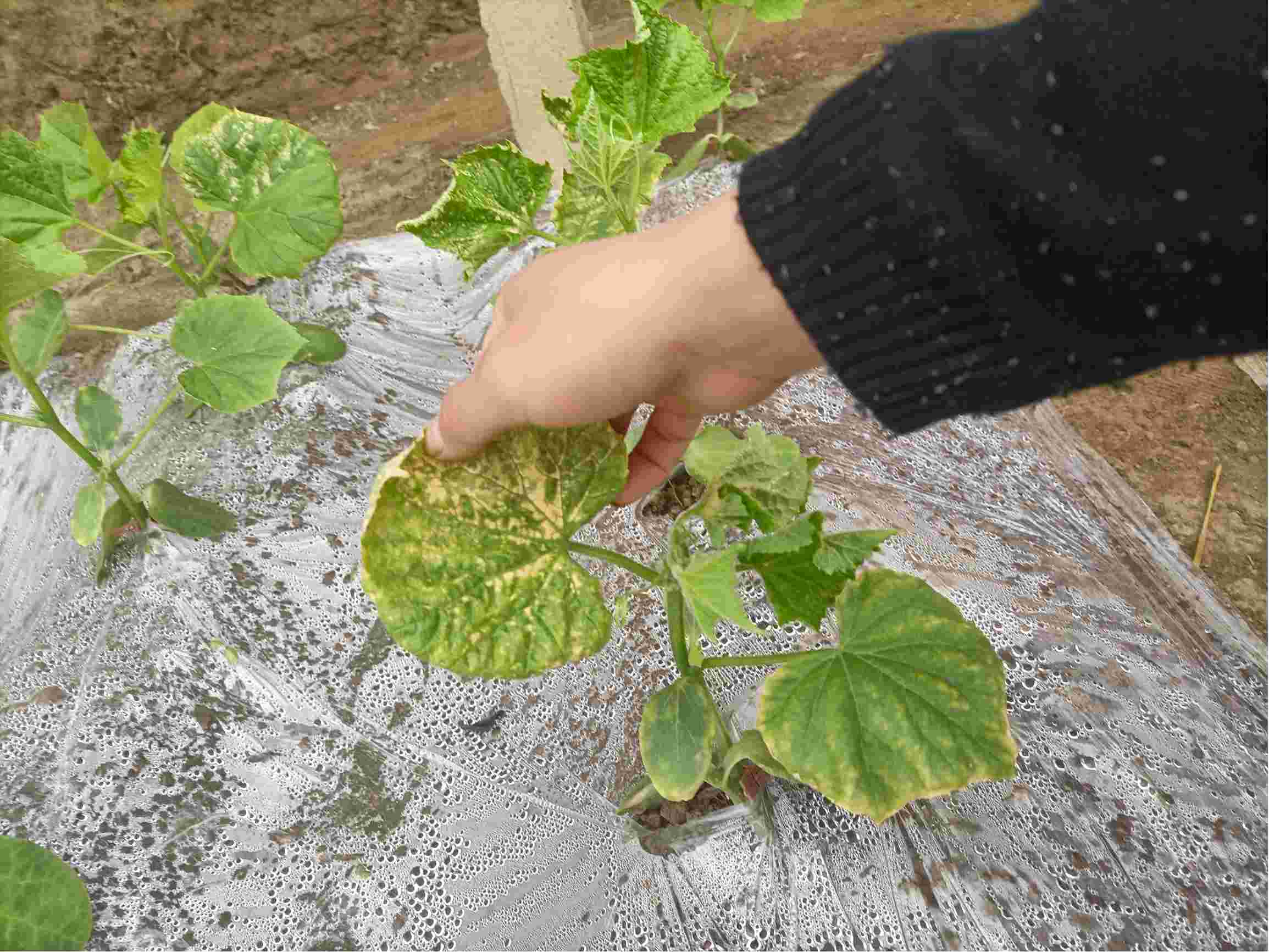 黃瓜苗剛移栽種植就得病怎么辦，緊急應(yīng)對策略，守護黃瓜苗健康成長！