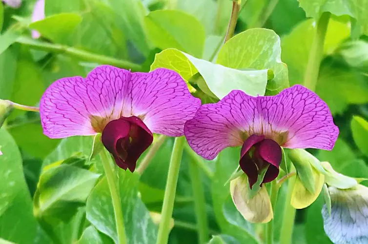 豌豆花是什么顏色？春日里的紫色精靈如春日夢幻