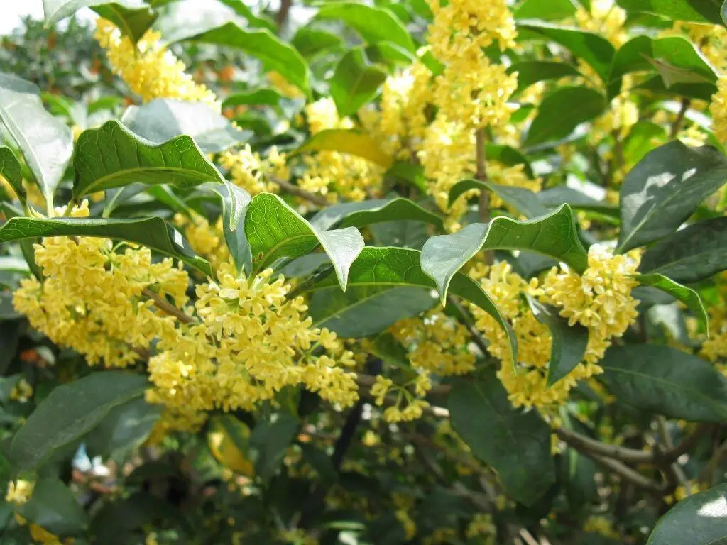 桂花什么時候開花？絕對不能錯過的桂花金秋盛宴香滿園