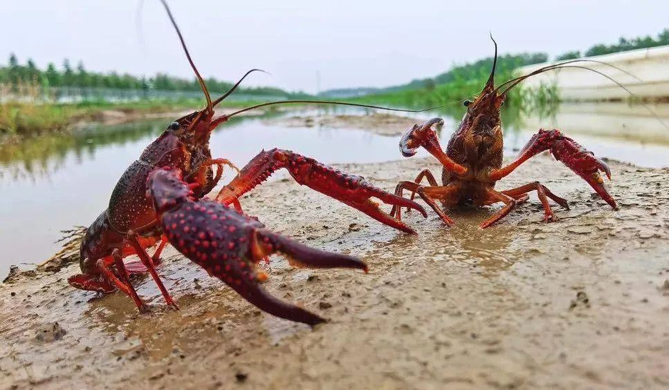 小龍蝦竟然不是海鮮？海鮮界的‘偽裝者’-小龍蝦的神秘身份與美食魅力