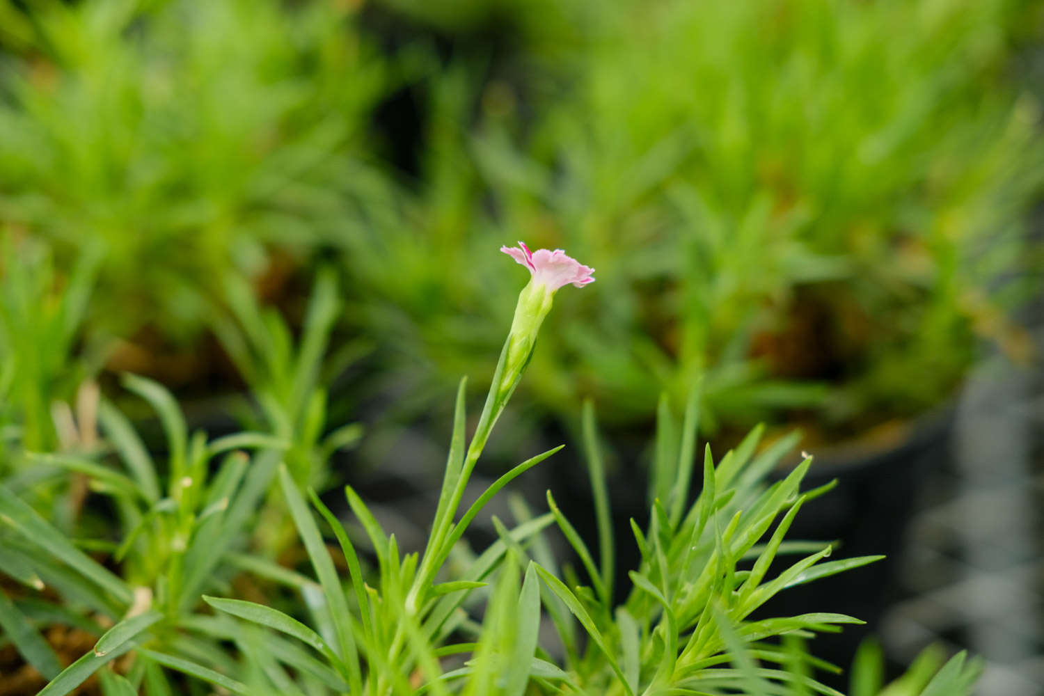 顛覆傳統！創新康乃馨種子種植方法，讓你的花朵比鄰居早開一個月！