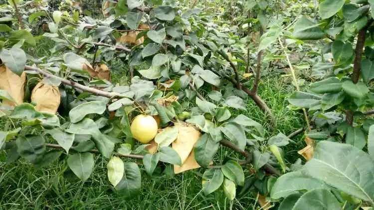 雪梨樹苗成長種植日記：五年磨一劍滿園飄香迎豐收年