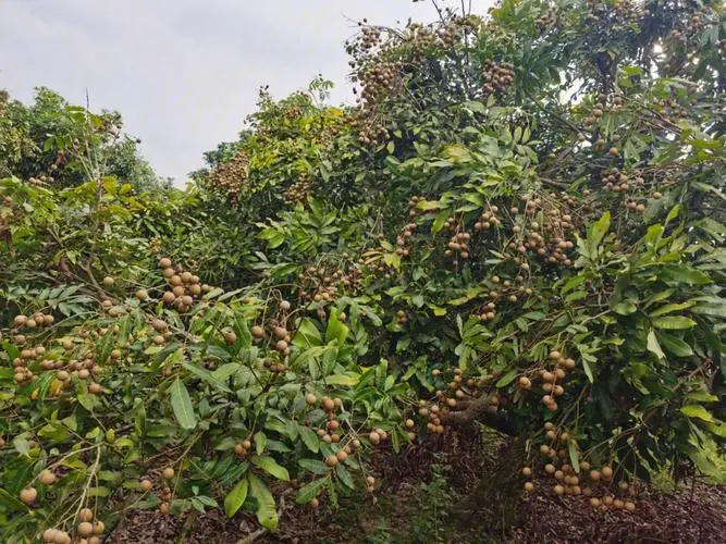 桂圓樹種植最佳氣候土壤條件，輕松收獲甜美果實