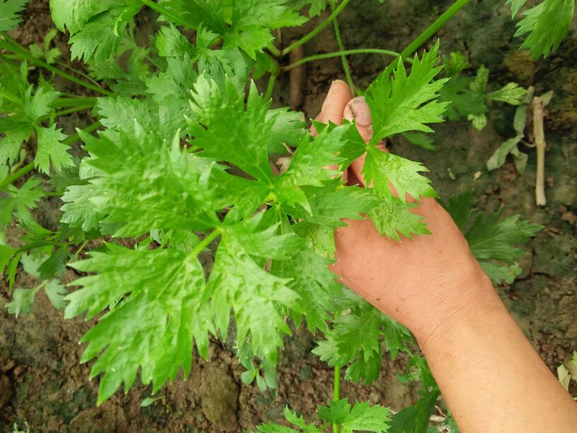 芹菜的葉子為什么吃起來味道怪怪的？那是你不懂它的好！