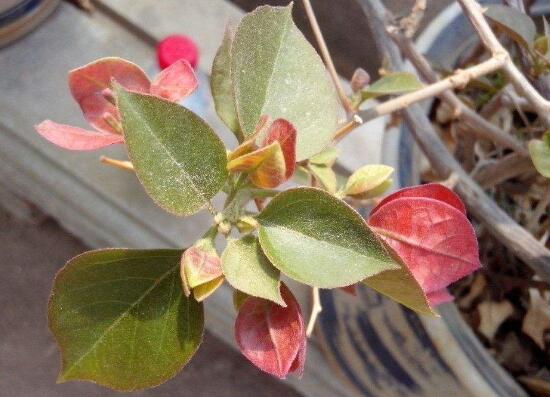 告別三角梅掉葉掉花‘秋日哀歌’，輕松打造美麗花園。