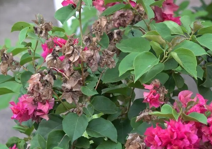 告別三角梅掉葉掉花‘秋日哀歌’，輕松打造美麗花園。