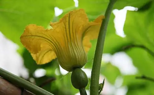 專家指導(dǎo)南瓜只開花不結(jié)果應(yīng)對方法，科學(xué)種植讓南瓜果實累累