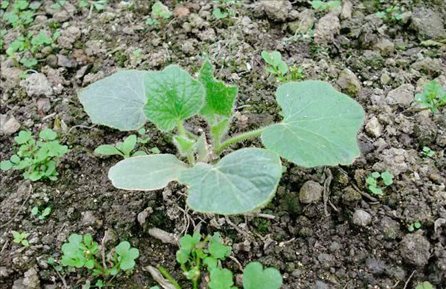 冬瓜種子催芽育苗黑科技，家庭菜園創新種植方法曝光。