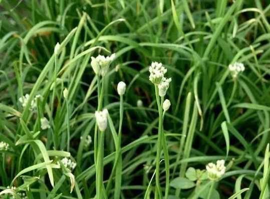 韭菜開花后還能吃嗎？別急著扔韭菜開花才是餐桌上的美食新寵。