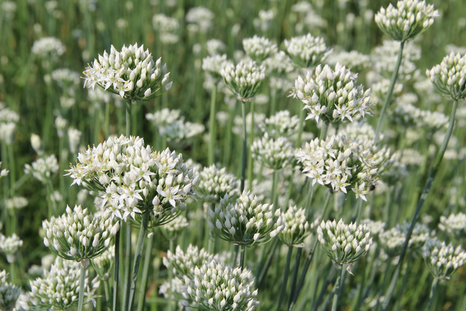 韭菜開花后還能吃嗎？別急著扔韭菜開花才是餐桌上的美食新寵。