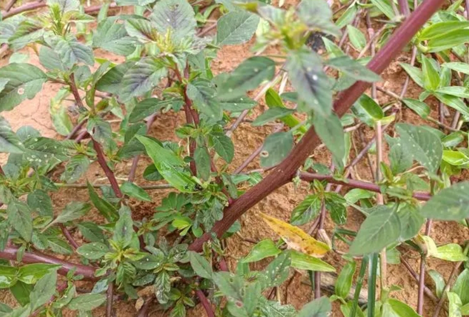 莧菜根是自然界的綠色寶藏，驚人功效是養生新寵兒