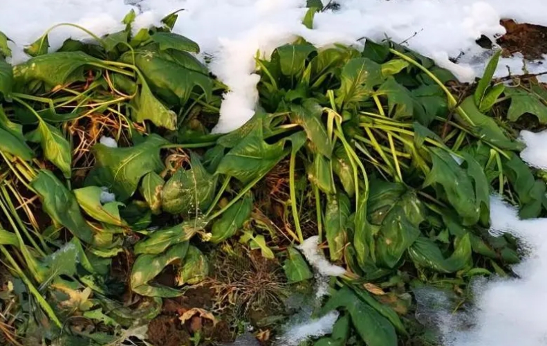 冰雪中的綠色奇跡-從基因到環境介紹菠菜冬天凍不死的秘密