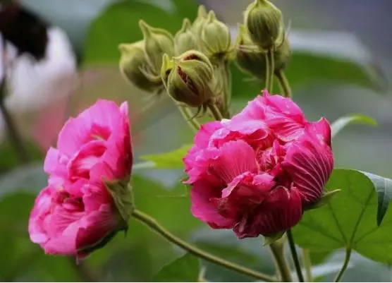 芙蓉花是美容圣品也是守護健康衛士，你不可不知的芙蓉花藥用寶藏！