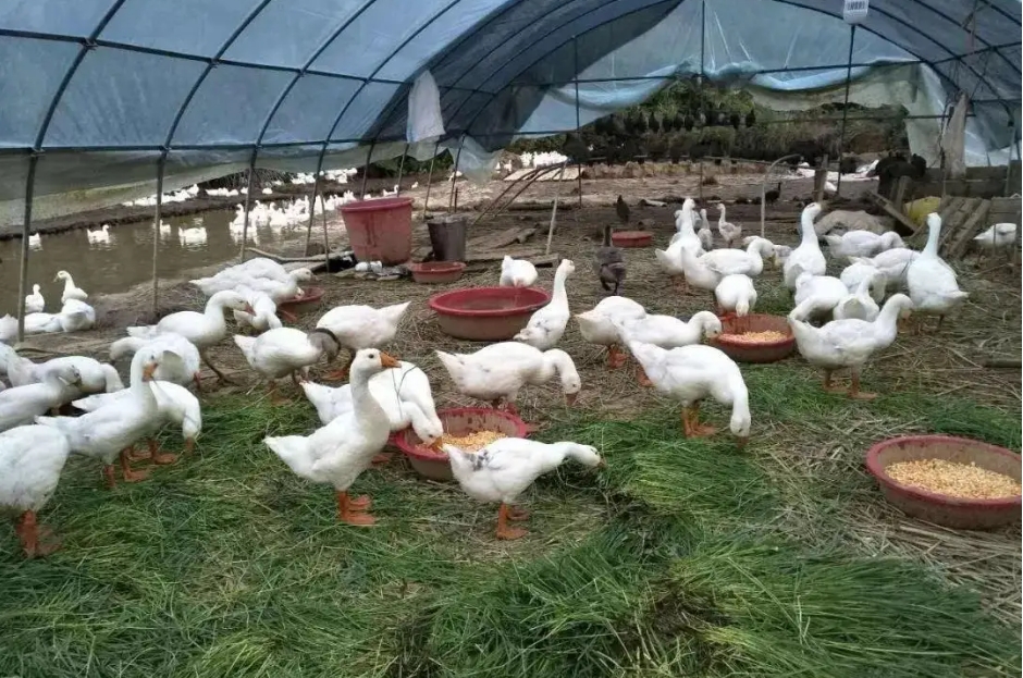 夏季畜牧業養殖常見傳染病預警，這些防治知識讓你從容應對！