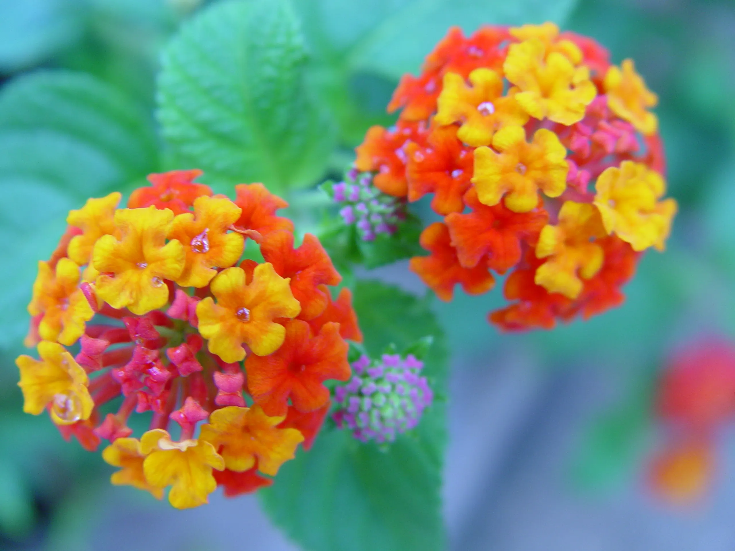 五色梅一年開幾次花？掌握養護技巧花開不斷