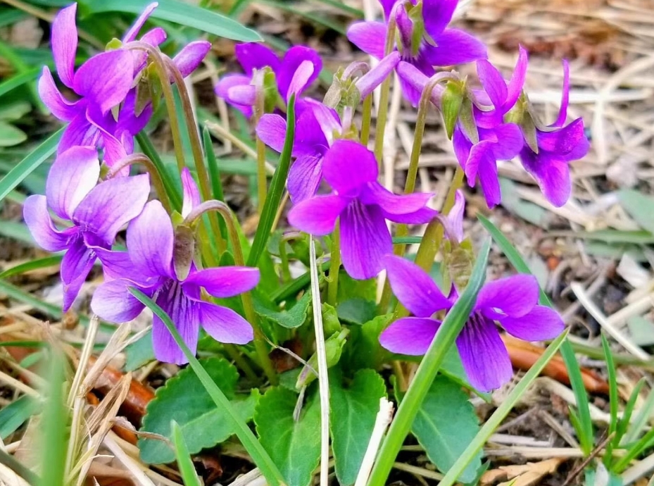 紫花地丁是蒲公英嗎？形似神非的兩種植物花卉