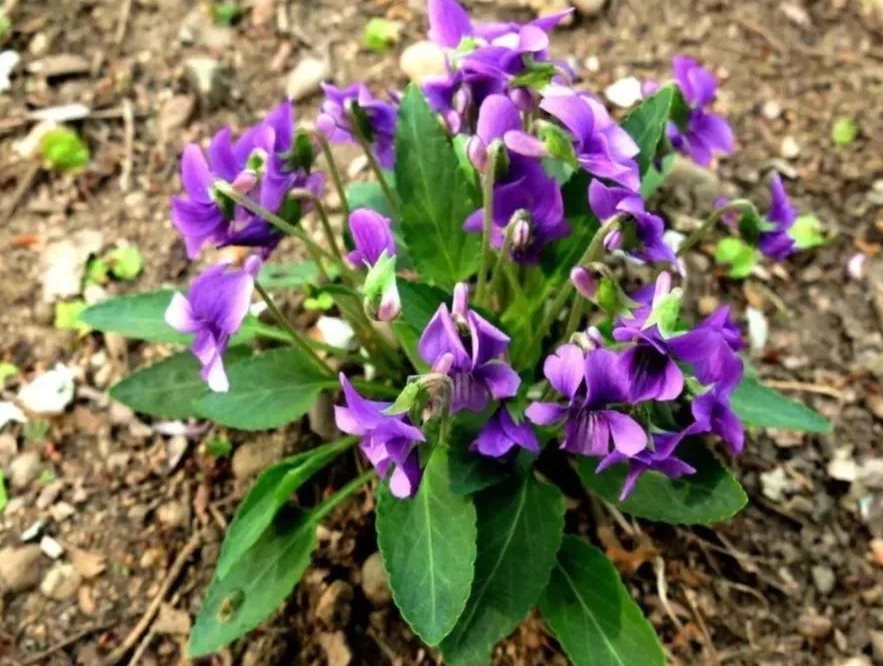 紫花地丁是蒲公英嗎？形似神非的兩種植物花卉