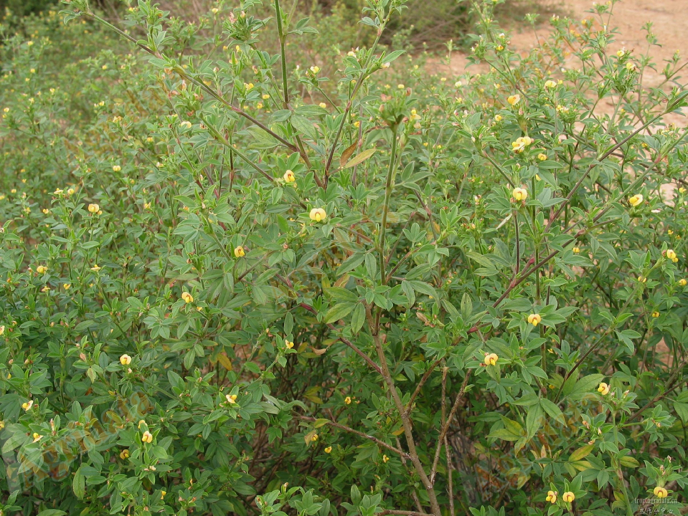 花草種子發芽秘籍，科學種植輕松提高發芽率。