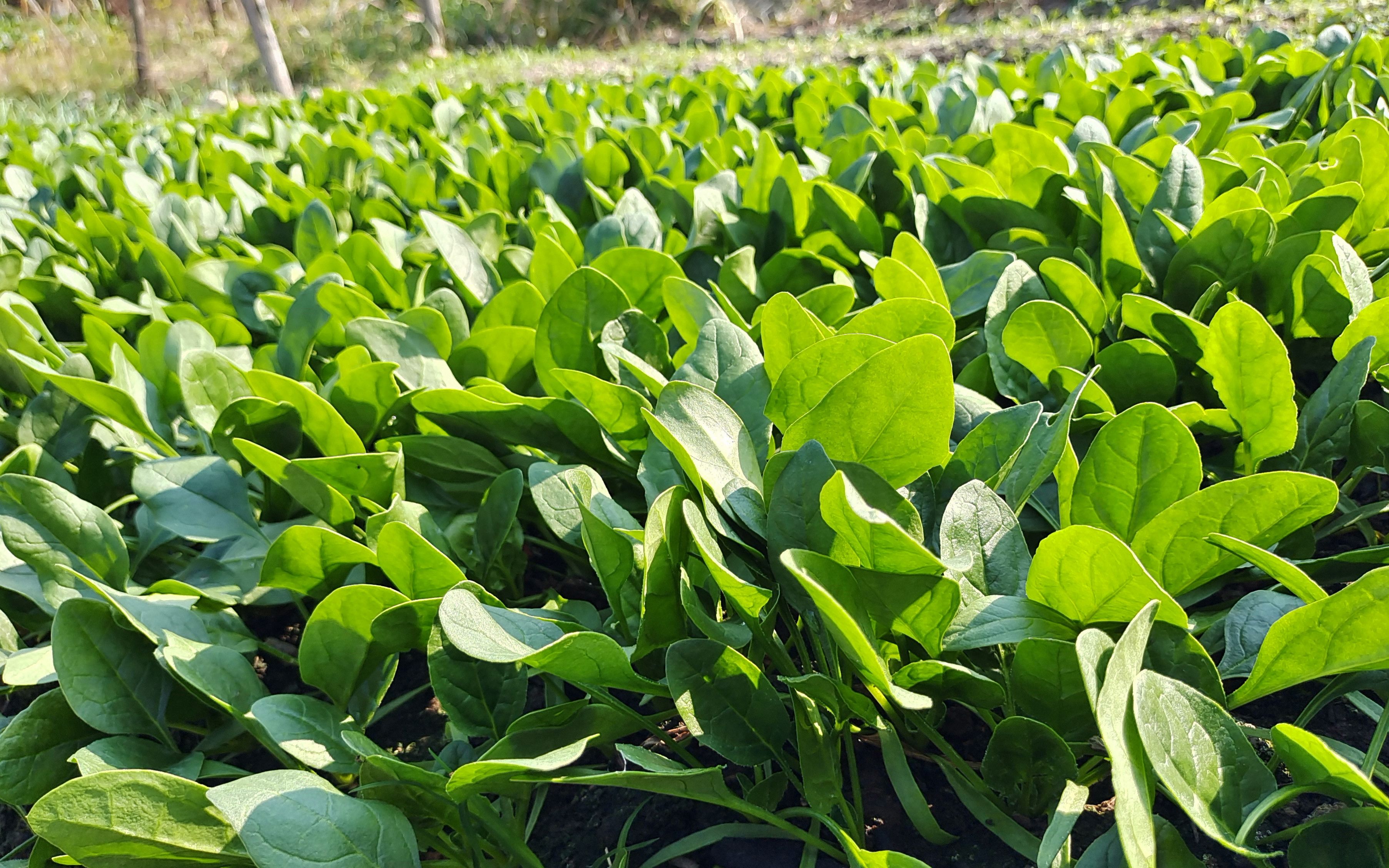 菠菜一年四季都可以種嗎？四季常青的菠菜種植秘籍。