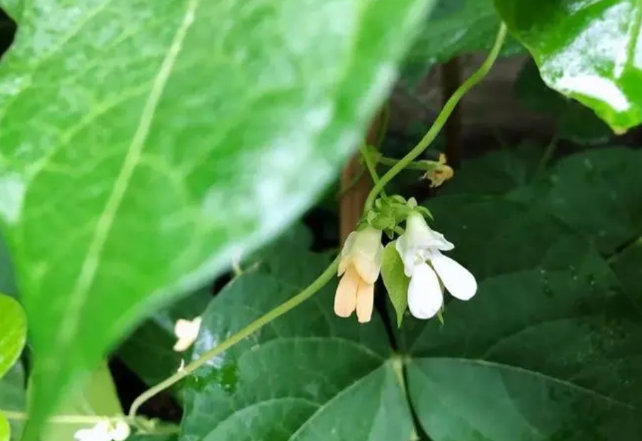 四季豆開花期施什么肥好？科學施肥高產高質的秘訣。