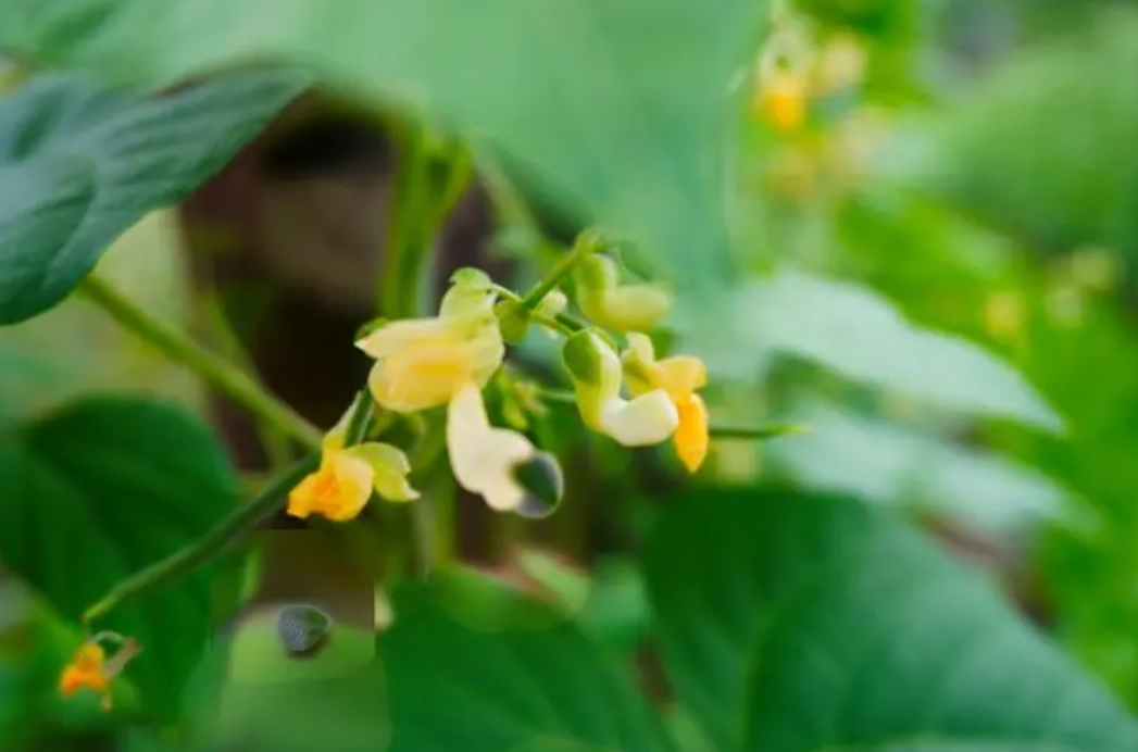 四季豆開花期施什么肥好？科學施肥高產高質的秘訣。