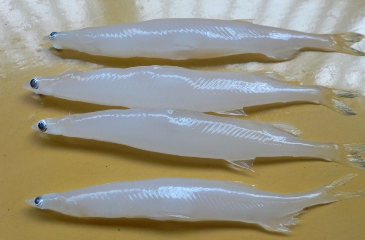 銀魚(yú)是淡水魚(yú)還是海魚(yú)？雙重身份淡水海水都能游？