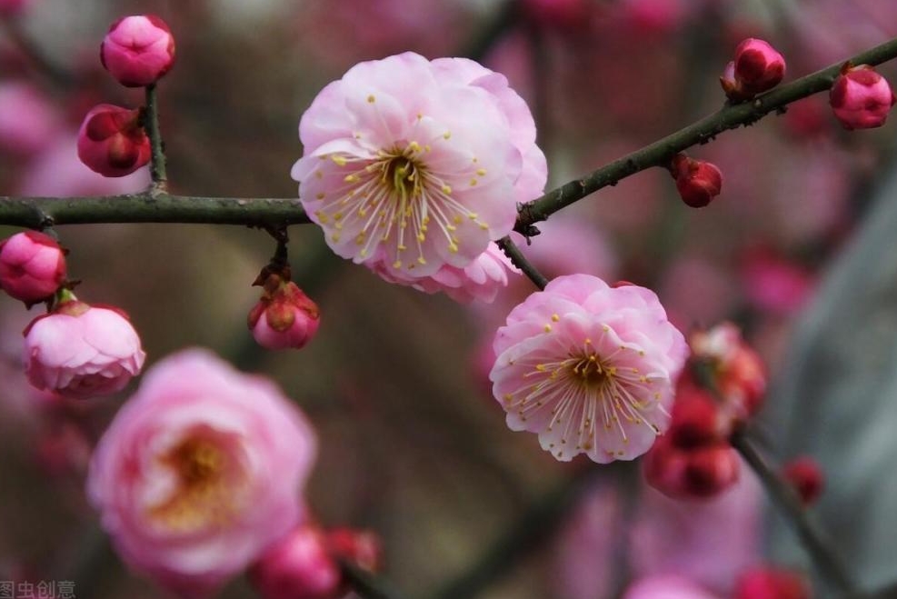 梅花有香味嗎？梅花香自苦寒來，淡雅幽香令人醉。