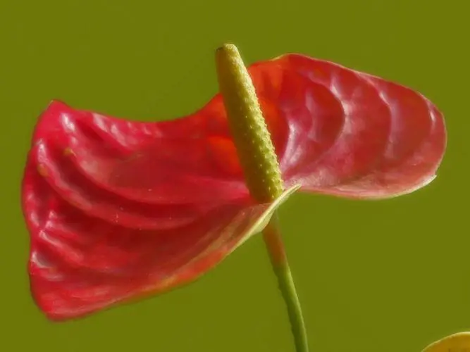 紅掌的花為什么看起來像假花？鮮艷飽滿的顏色與蠟質層互相疊加的魅力。