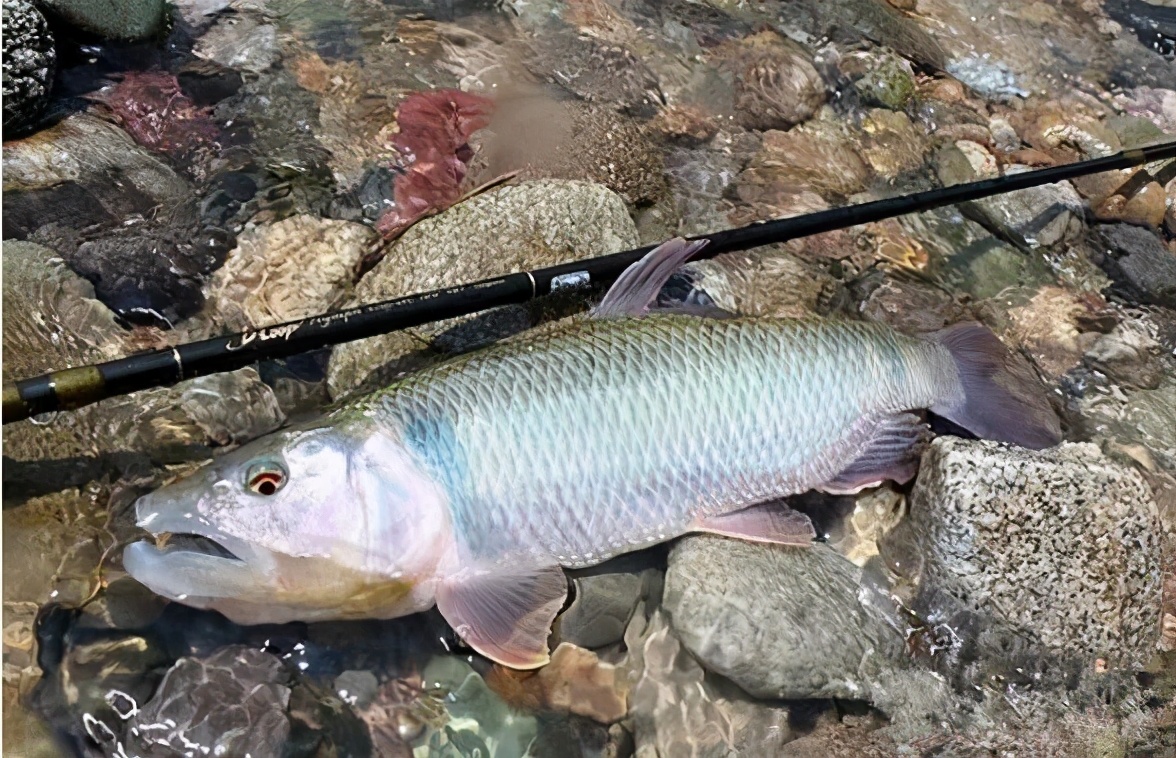 馬口魚生長大小極限與養(yǎng)殖成本+利潤剖析