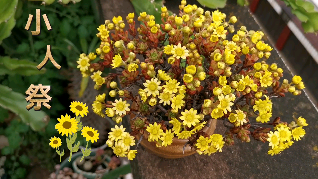 小人祭開花要剪掉嗎？家庭種植專家告訴你答案。