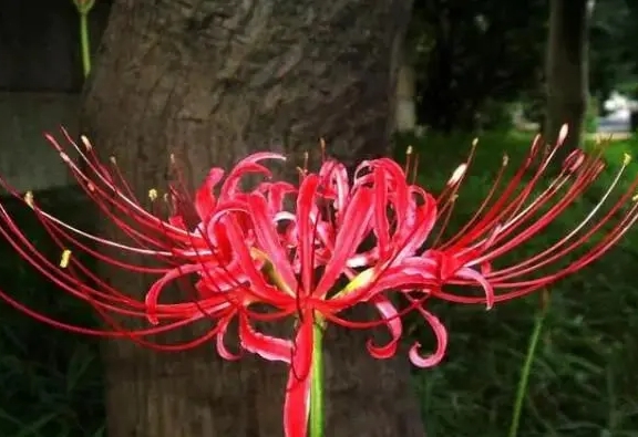 彼岸花吉利嗎？彼岸花開家庭種植的利與弊。