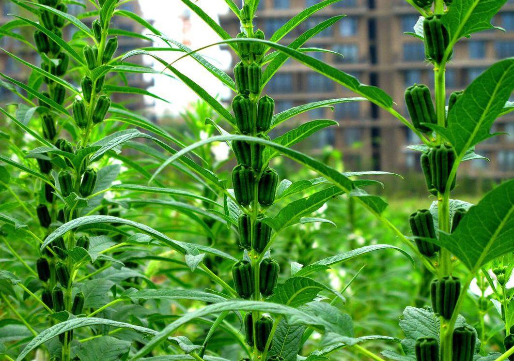 芝麻為什么那么小？體型雖小藏著大自然的生存哲學。