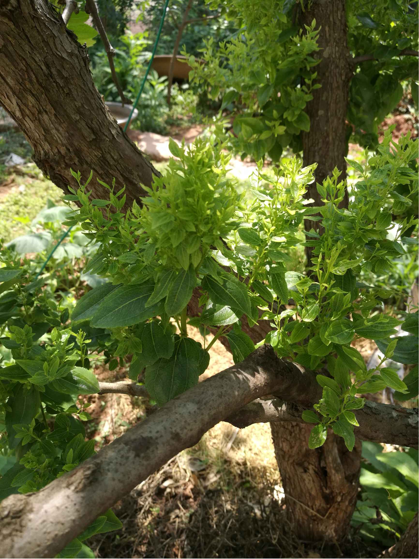 蜜棗樹的葉子瘋長長密密麻麻是什么原因，警惕葉片異常增生問題。