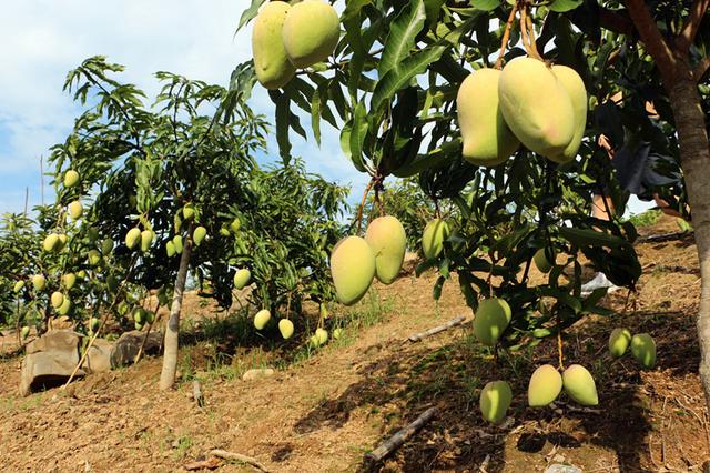 馬里卡芒果種植產地介紹：金沙江畔的生長甜蜜奇跡。