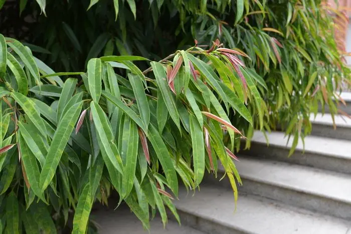 植物百科：，長葉榕是喬木還是灌木植物，長葉榕生長要求指南