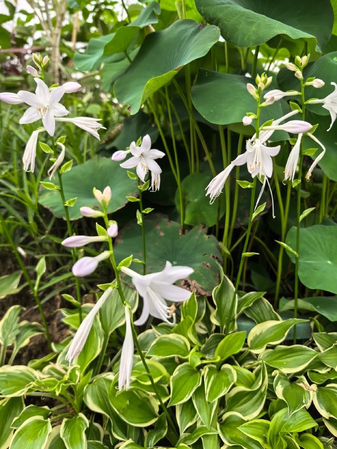 玉簪花有毒嗎？室內(nèi)也能養(yǎng)的玉簪花攻略？