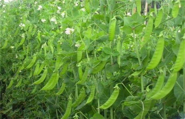 荷蘭豆種植用什么肥料好？