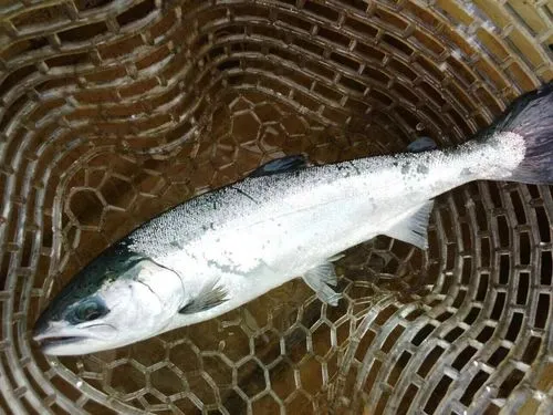 白魚是什么魚？餐桌上的白魚盛宴誘惑