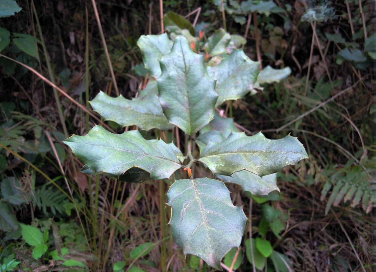 阿波樹(shù)蘿卜是什么植物？附生高手的魅力介紹