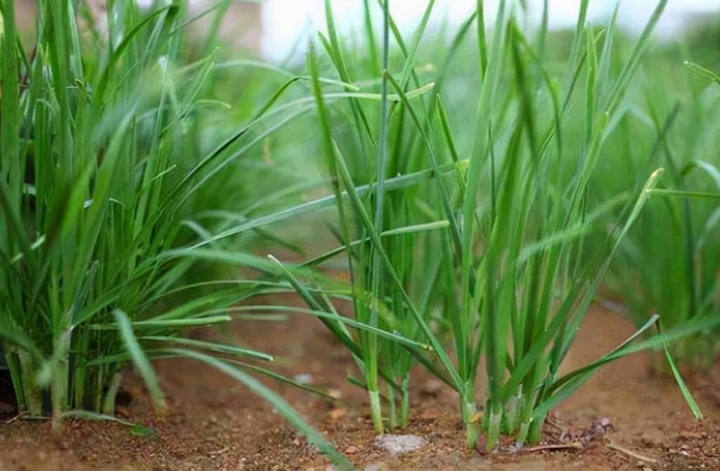 韭菜種植新手指南：種子播種VS幼苗移植優(yōu)缺點一目了然