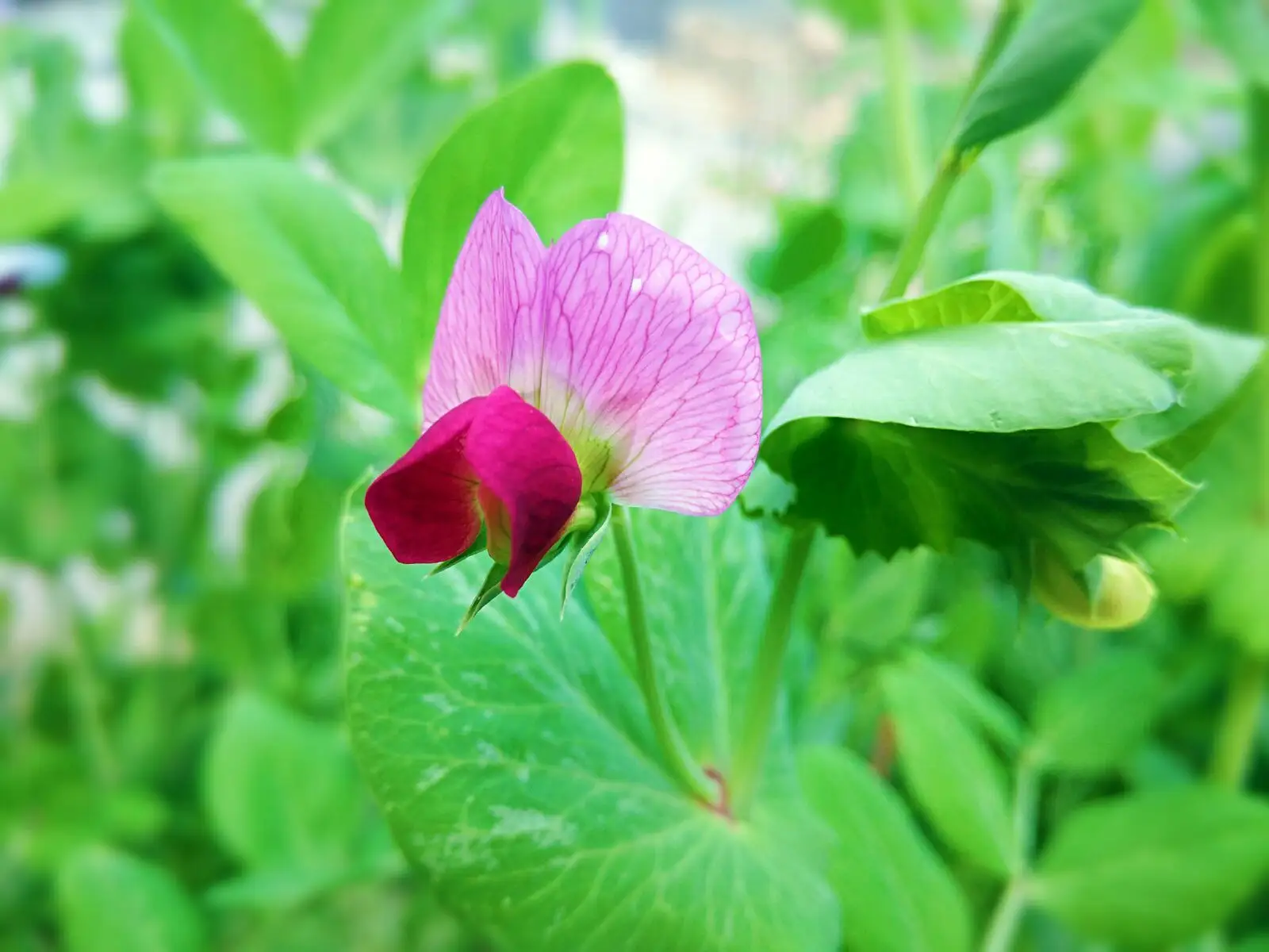 春日限定！豌豆花的顏色與花期，你不可錯過的絢爛之美