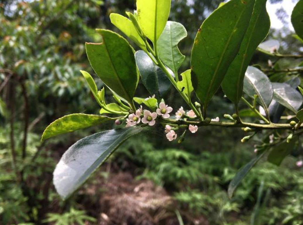 三花冬青：冬季里生命力不凡的自然瑰寶