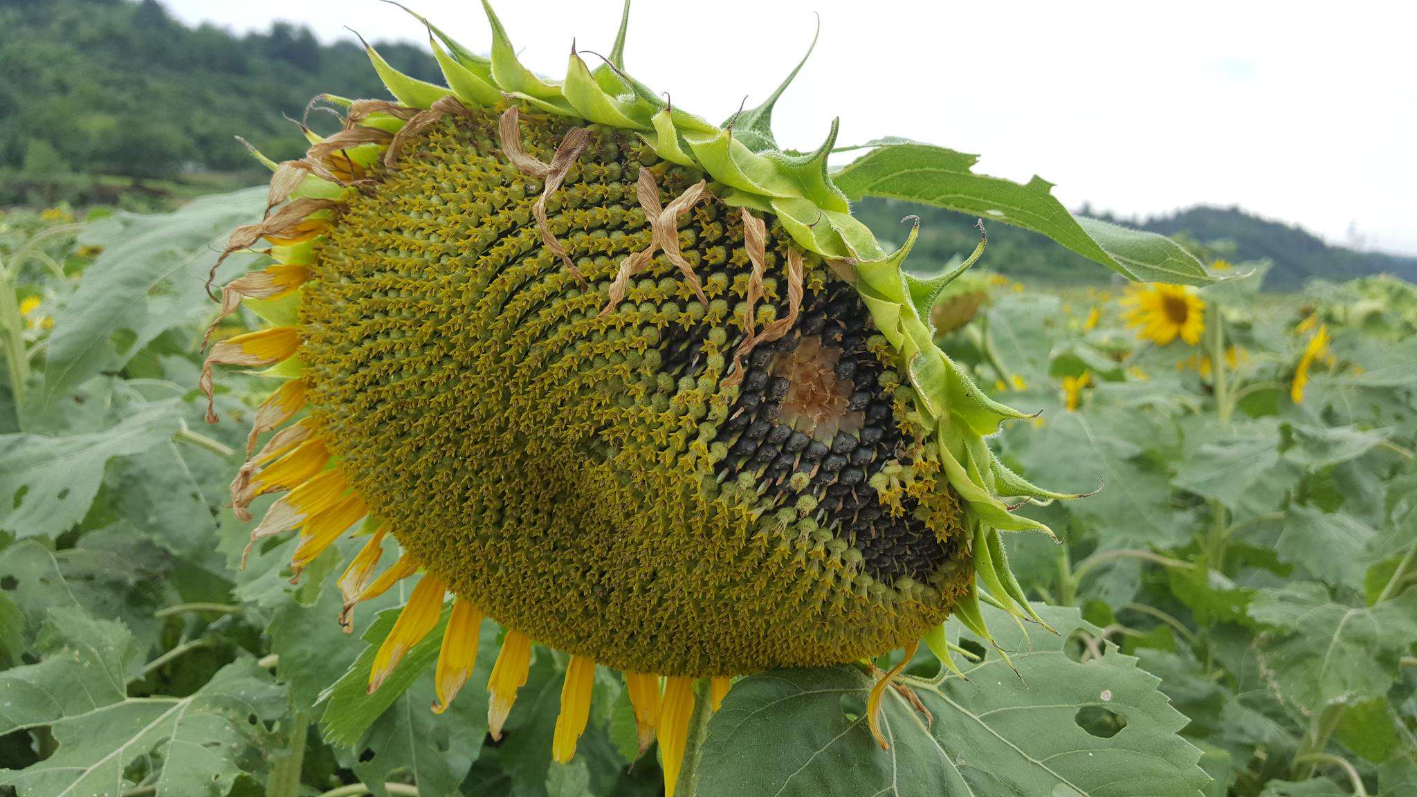 向日葵的成長之路：開花后多久能迎來瓜子的豐收？