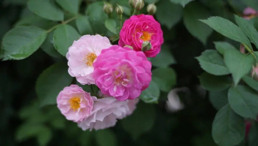 薔薇之戀：十大絕美薔薇品種，感受浪漫風景