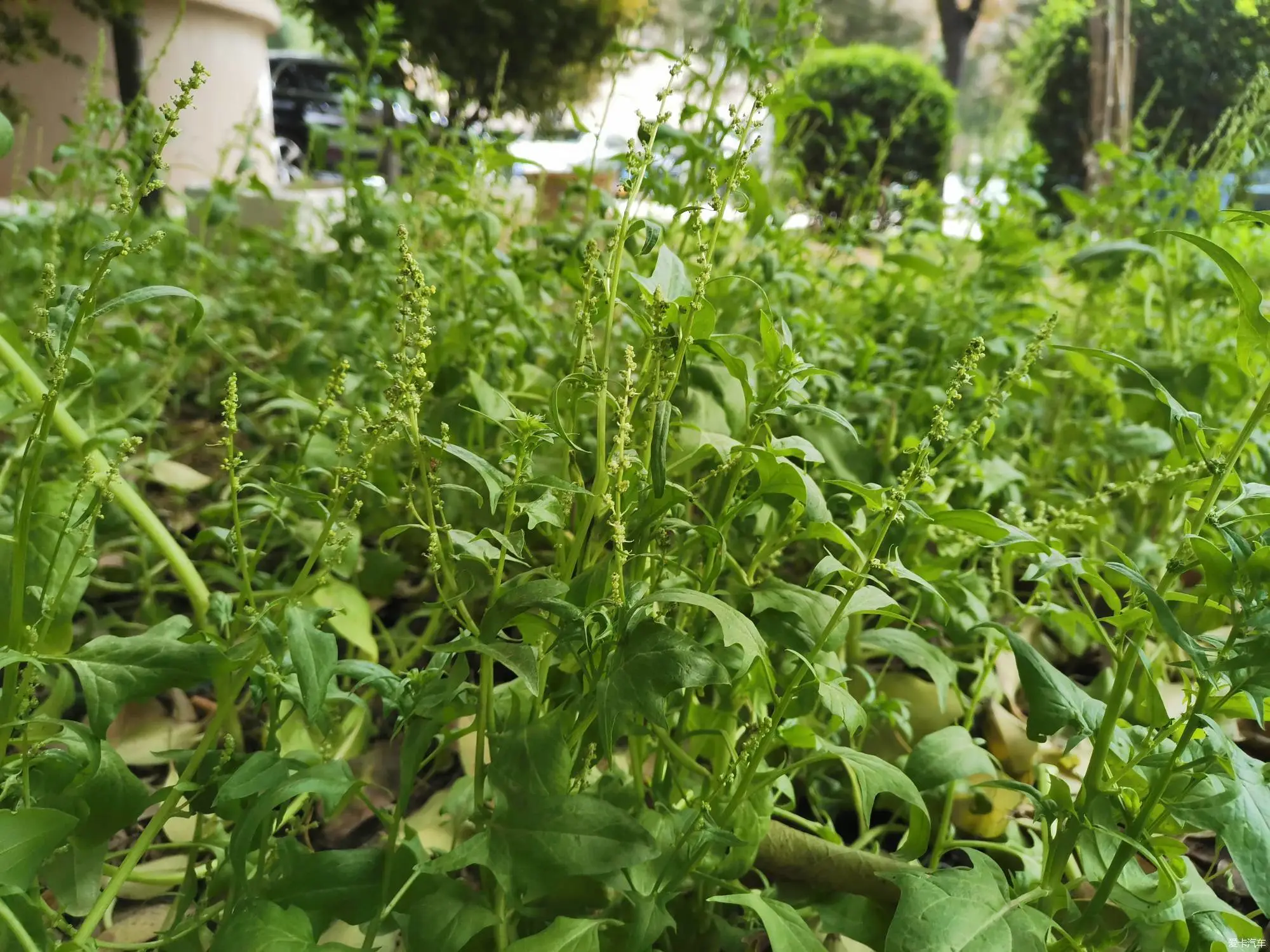 菠菜也開花？從綠葉到繁花的生命奇跡